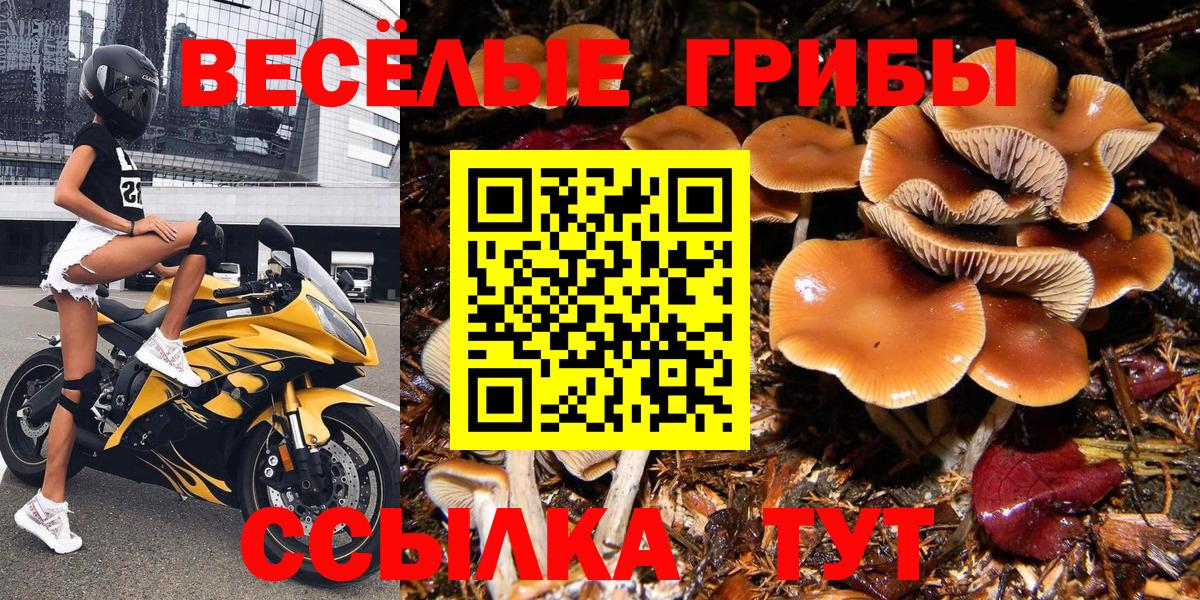 купить   Вход с VPN  Трёхгорный  Галлюциногенные грибы Psilocybine cubensis 